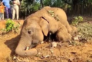 elephant died in sundargarh