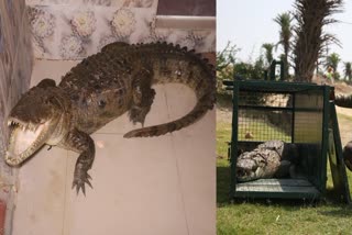 Seven feet crocodile caught in Firozabad house