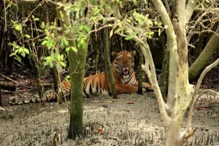 state government contests central data over the number of Sundarbans Tigers