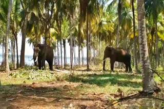 Operation by elephants