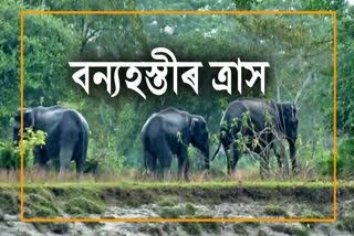 Wild elephant terror in Majuli