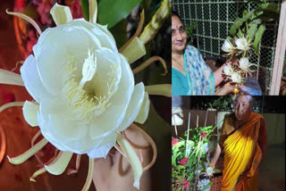 Rare brahma kamalas blooming in Krishna district