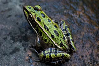 Frog Species Found
