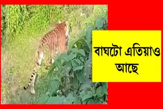Royal Bengal tiger at Kaliabor