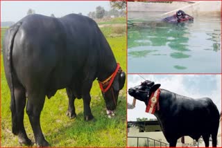 murrah bull in haryana