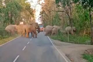 Herd of Elephants Came Out in Road