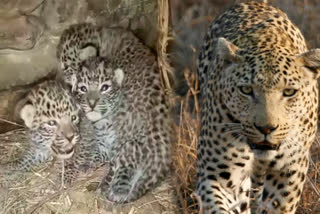 Bageshwar Leopard Cub Video : ઉત્તરાખંડમાં માદા ચિંત્તા ત્રણ બચ્ચાને જન્મ આપ્યો, જૂઓ વીડિયો