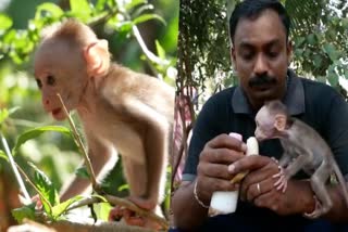 kannur  mark workers protection  small monkey  kannur thillenkeri  money  forest department  മാര്‍ക്ക് പ്രവര്‍ത്തകര്‍  തില്ലങ്കേരി  കുട്ടിക്കുരങ്ങ്  കുട്ടിക്കുരങ്ങിന് സംരക്ഷണം  കണ്ണൂര്‍