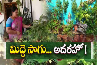 Organic Farming in Visakhapatnam