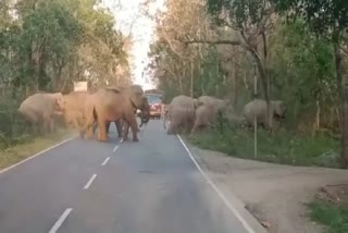 herd of elephants came out in road at ramnagar of uttarakhand