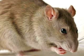 Rat Killing Case In Uttar Pradesh : બદાઉમાં ઉંદર મારવાના કેસમાં પોલીસે 30 પાનાની ચાર્જશીટ દાખલ કરી, જાણો શું છે સમગ્ર મામલો