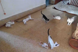 Cats roaming freely in Amit Bhai Shah's house in Junagadh