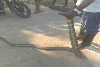 13 feet King Cobra at Kummarinaugam