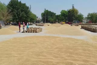 Wheat reached in Rohtak grain market
