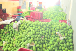 Mango farmers who are suffering