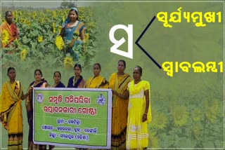 sunflower farming by self helf group