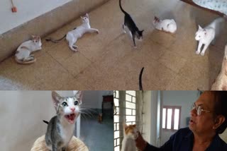 cats breeding in gujarat