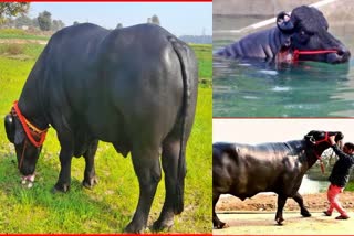 Murrah Bull In Haryana