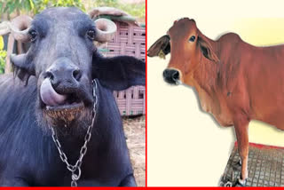 Buffalo - Cow Urine