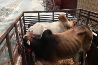 Cattle seized from luxury car in Samaguri