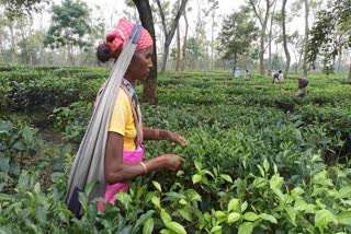 tea labourers