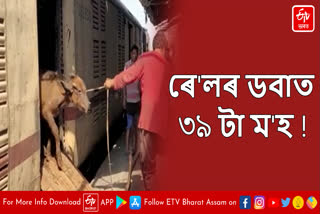 39 buffaloes rescued in train coaches in Guwahati