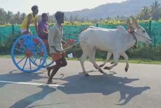 Double bullcart and hand pigeon racing