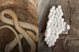 80 Eggs Of Snake : મુઝફ્ફરનગરના એક ઘરમાંથી મળ્યા 80 સાપના ઈંડા, ગ્રામજનોને યાદ આવી 5 વર્ષ પહેલાની ઘટના