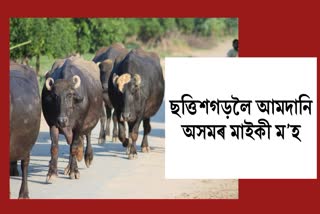 bilaspur-high-court-lifts-ban-on-bringing-forest-buffalo-from-assam