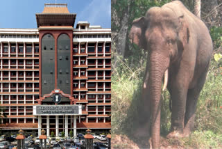 Kerala High Court on arikkomban issue  arikkomban  Kerala High Court  wild elephant kerala  idukki wild elephant issue  അരിക്കൊമ്പന്‍  ഹൈക്കോടതി  നെന്മാറ എംഎൽഎ കെ ബാബു  Nenmara MLA K Babu
