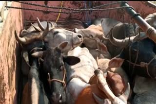 Police freed 25 cattle