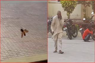 bee attack in panipat