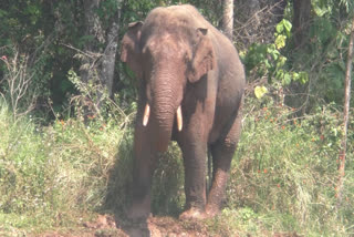 kerala forest officials  arikomban  kerala forest officials went to assam  radio collar  wild elephant attack  wild animal attack  വനം വകുപ്പ്  അരിക്കൊമ്പന്‍  റേഡിയോ കോളറിനായി ആസമിലേയ്‌ക്ക്  ചീഫ് വൈൽഡ് ലൈഫ് വാർഡൻ  ഹൈക്കോടതി  ഇടുക്കി ഏറ്റവും പുതിയ വാര്‍ത്ത  ഇന്നത്തെ പ്രധാന വാര്‍ത്ത