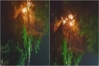 tree caught fire due to lightning in indore