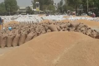 Wheat Purchase in Bhiwani