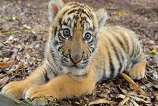 MP TIGER CUB RESCUE