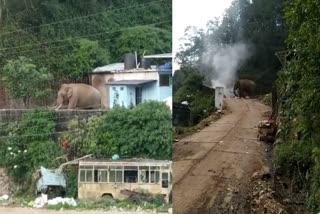 Padayappa forages from the garbage heap  മാലിന്യ കൂമ്പാരത്തിൽ നിന്നും തീറ്റ തേടി പടയപ്പ  കല്ലാറിലെ മാലിന്യ പ്ലാന്‍റ് അശാസ്‌ത്രീയം  പടയപ്പ ആന