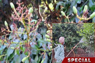 Litchi Cultivation