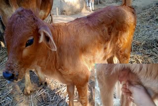 29 day old calf giving milk in west bengal murshidabad district