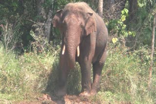 മിഷന്‍ അരിക്കൊമ്പന്‍  റേഡിയോ കോളര്‍ ഇന്ന് ഇടുക്കിയിലെത്തും  Radio collar for wild elephant Arikomban  Radio collar  Idukki news today  news today in idukki  news today in kerala  news updates in kerala  ജിപിഎസ് റേഡിയോ കോളര്‍  ജിപിഎസ് റേഡിയോ കോളര്‍ ഇന്ന് ഇടുക്കിയില്‍ എത്തും  വേള്‍ഡ് വൈഡ് ഫണ്ട് ഫോര്‍ നേച്ചര്‍  വനം വകുപ്പ്  വനം വകുപ്പ് വാര്‍ത്തകള്‍