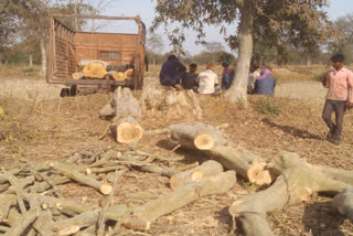 Forest became field after harvesting coffee trees