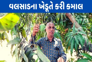 valsad-farmer-achieves-bumper-production-of-hafus-mangoes-with-organic-farming-method