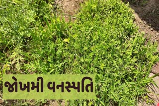 જોખમી વનસ્પતિ