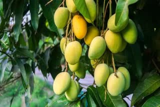 special-report-of-of-gir-mangoes-which-acquired-the-identity-of-kesar-keri-of-junagadh
