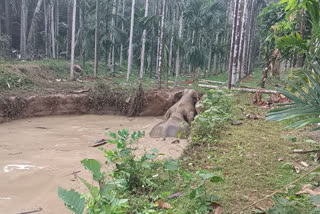 Karnataka: Four wild elephants fall into lake, rescued