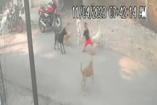 mh-3-year-old-boy-attacked-by-stray-dogs-caught-on-cctv-in-nagpur