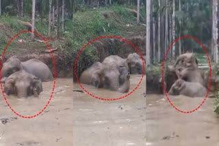 elephant fell in pond water karnataka