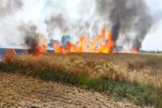 wheat crop caught fire in morena