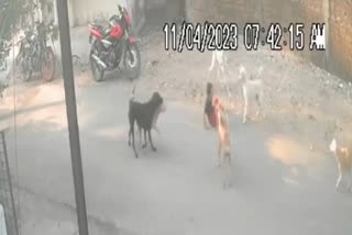 stray dogs attacked on child