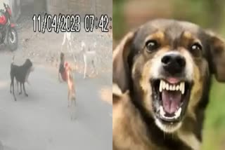 3 year old boy attacked by stray dogs in maharashtra nagpur and youth killed dog in punjab ludhiana